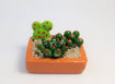 Imagen de Mini maceta terrario de cactus