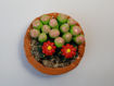 Imagen de Cactus terrario en canasto