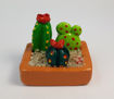 Imagen de Mini maceta  Terrario  Familia de Cactus