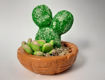Imagen de Cactus Mickey & suculenta