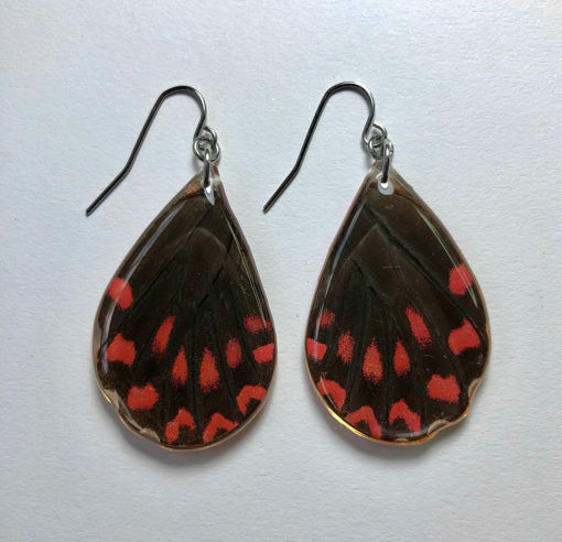 Imagen de Aretes  alas de mariposa Eurytides thymbraeus.